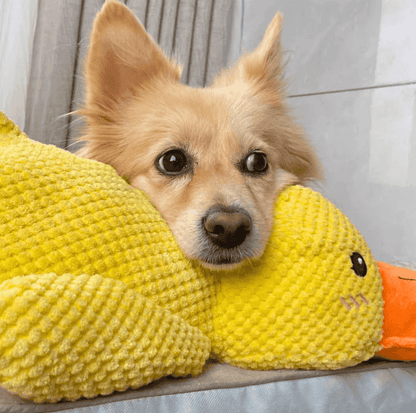 Quackster | Perfect for cozy snuggles and playful quacks